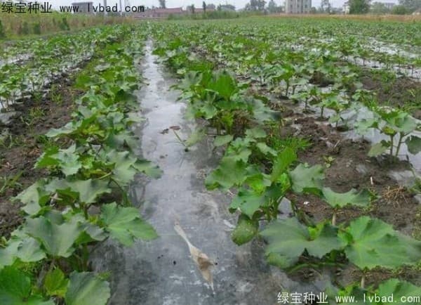 秋葵的种植时间和方法