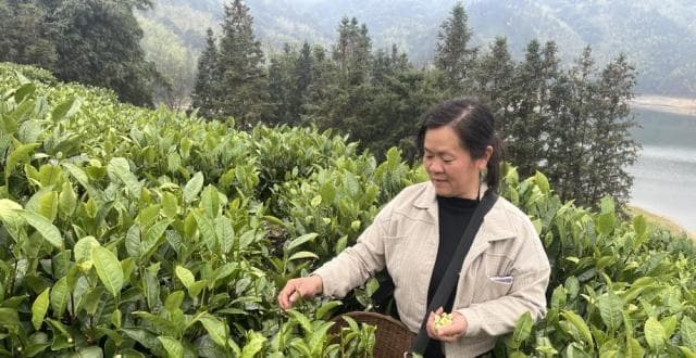 韶关白茶觉醒：总产值冲击200亿，品牌力比肩福鼎、安吉