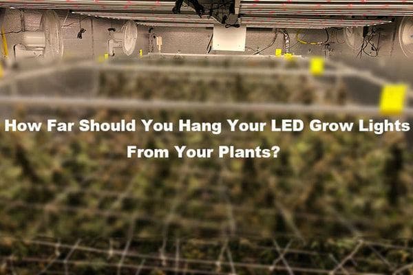 LED生长灯与植物的距离指南：如何根据生长阶段和灯的功率调整距离？