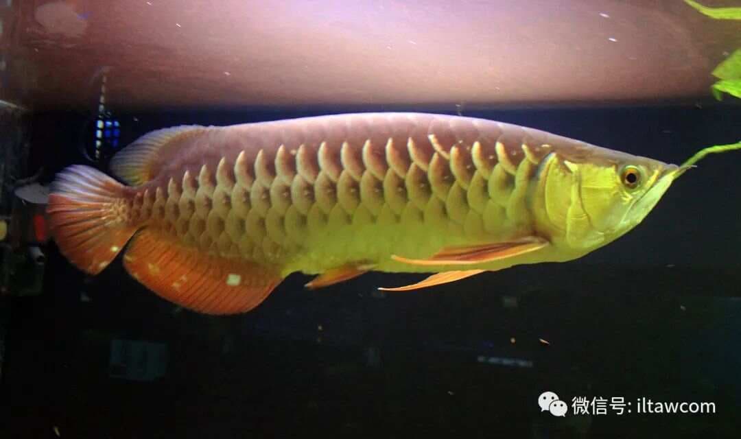 金龙鱼和银龙鱼，都是什么鱼？