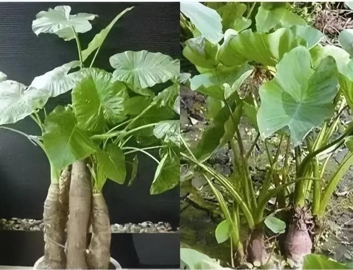 吃一口舌头烂了！这种高仿“芋头”，千万别摘别吃！