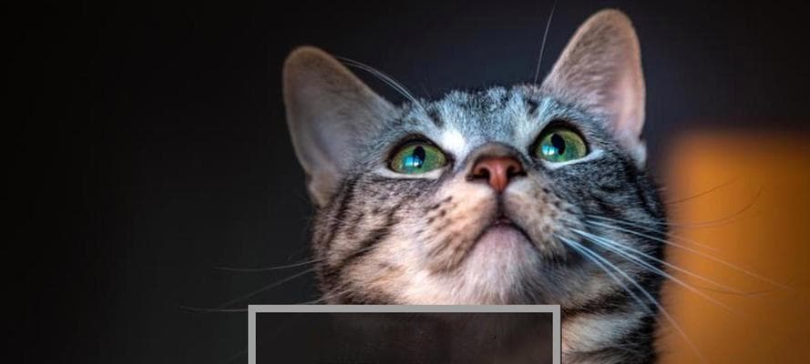 猫咪的行为密码：解读15种猫咪表达喜爱的方式
