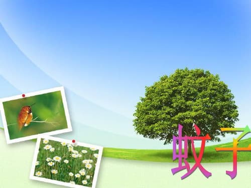 蚊子小知识：从生活习性到防蚊妙招全解析