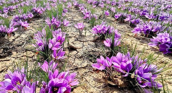 藏红花种植方法、生长环境条件及日常管理技术