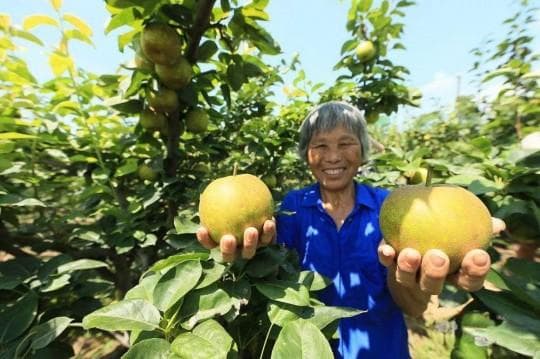 黑苦荞茶的功效与作用：降血糖、降血脂、抗氧化等多重健康益处