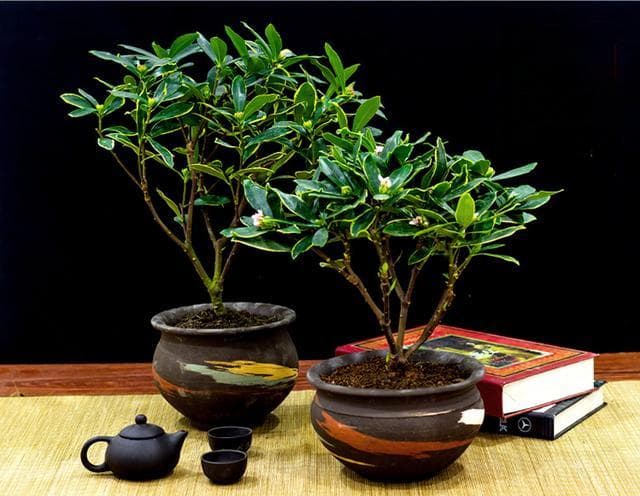 盆栽瑞香如何施肥？瑞香施肥新手指南，轻松掌握施肥技巧！