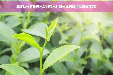 跑步后何时补充水分和茶水？如何正确饮用以恢复体力？