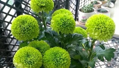 探究菊花的生长周期（从种植到开花，了解菊花的成长历程）