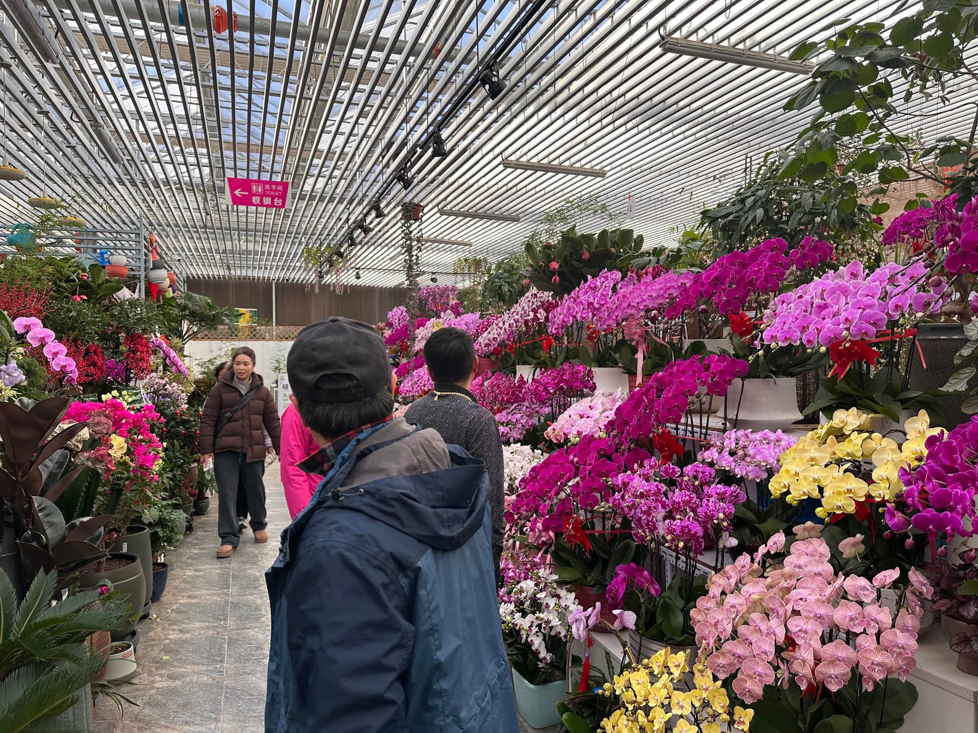 年宵花销售火爆 能吃又能赏的盆栽成年轻人“新宠”