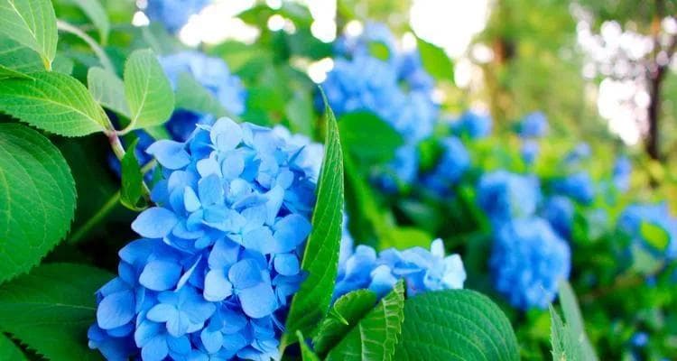绣球花开花周期详解：一年开几次花？如何让其持续绽放？