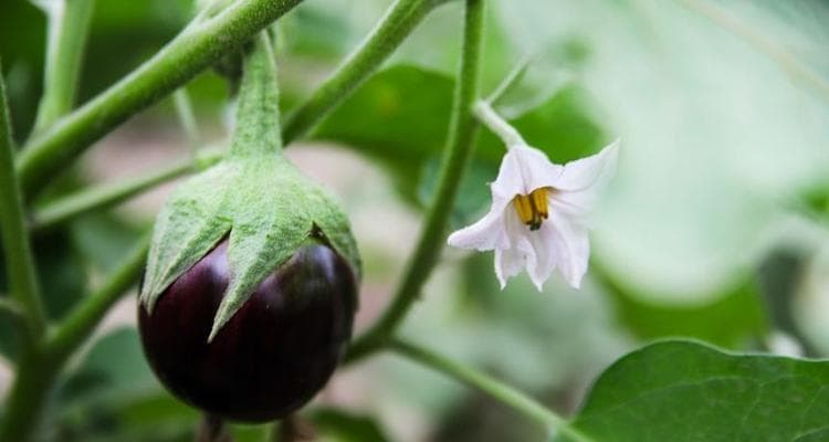 茄子种植与收获全攻略：从生长周期到上市时间