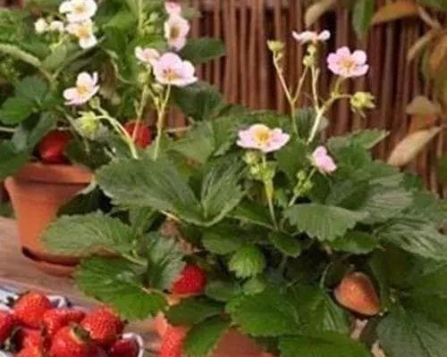 草莓的家庭养殖方法（从选地到收成，一步步教你如何种植草莓）