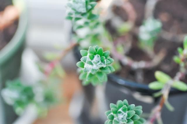 开了两三瓣的花怎样形容？作文中植物花怎么描写？