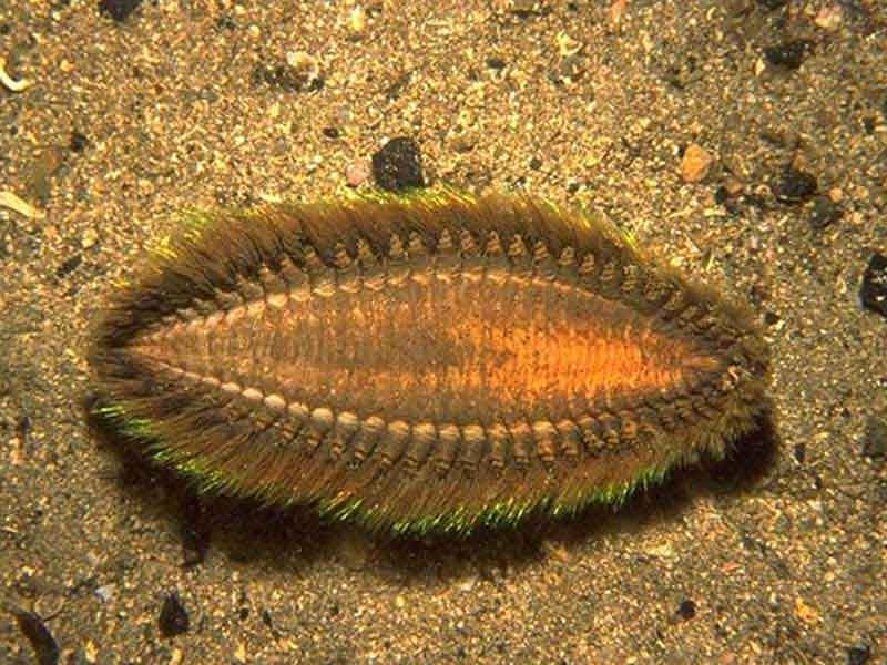 鳞沙蚕（Aphrodita aculeata）：奇异的海洋生物