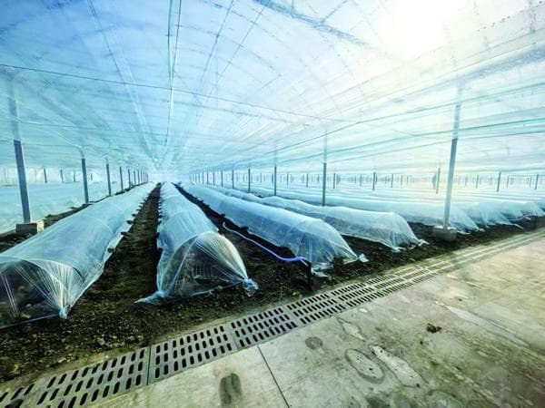 大棚种下“致富瓜”铺就甜蜜幸福路