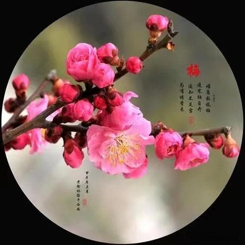 古诗词鉴赏：花草树木类意象的象征意义