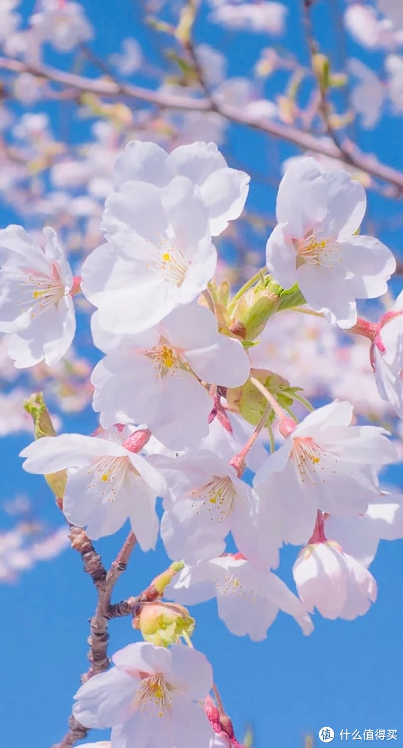 春日花海探秘：樱花、郁金香、油菜花的观赏攻略及摄影技巧