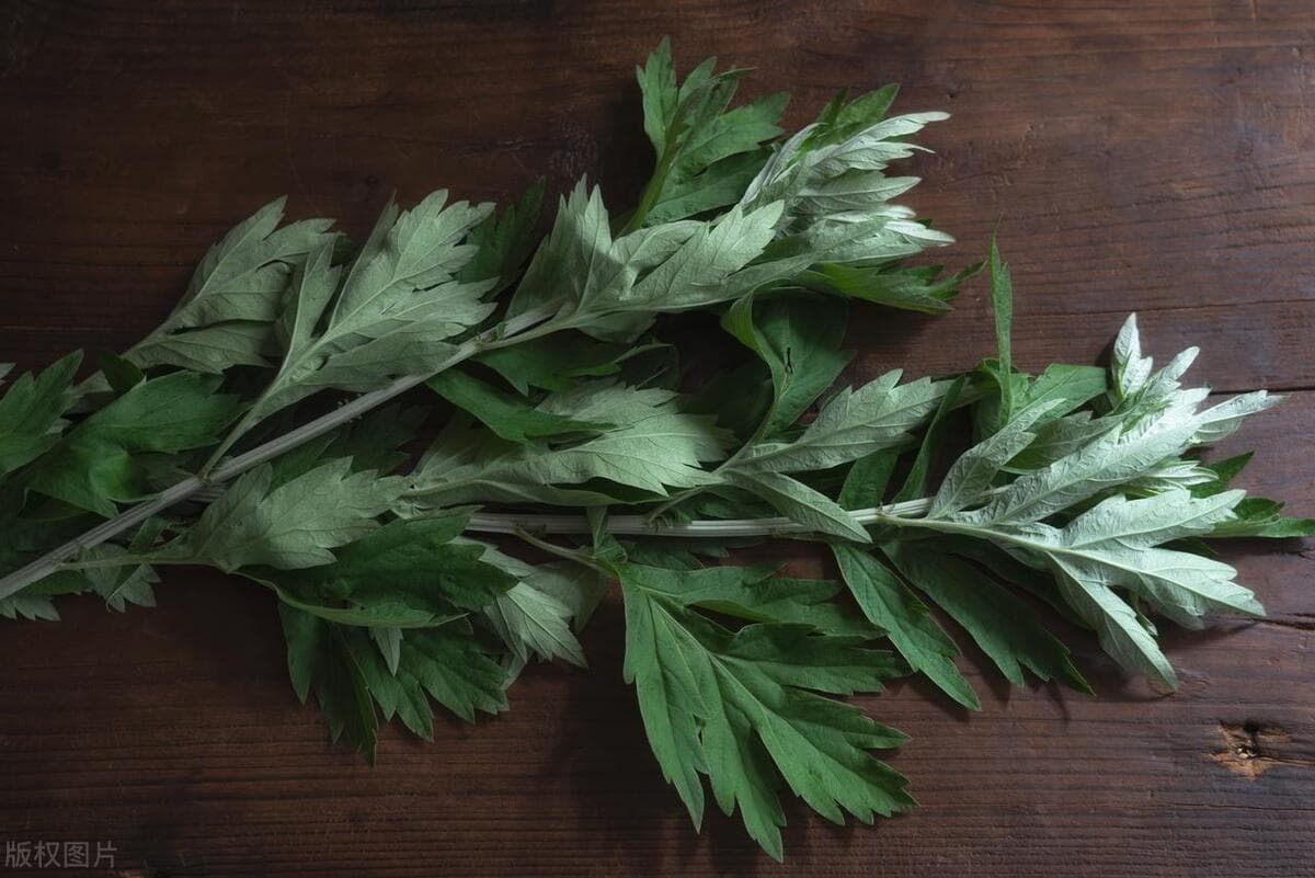 艾草的神奇传说与功效：从端午驱邪到传统医药