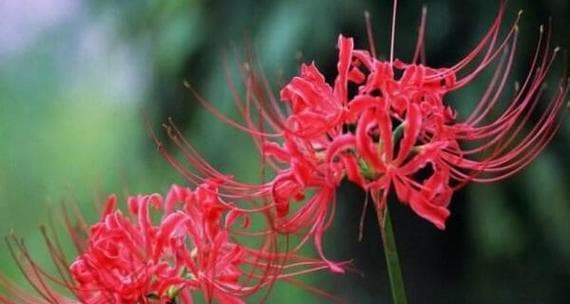 彼岸花的花语：激情、坚守与希望的象征