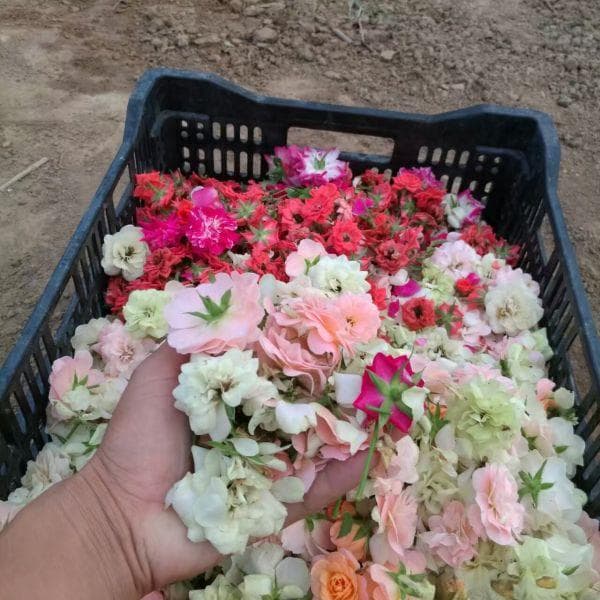 果汁阳台月季是藤月吗？
