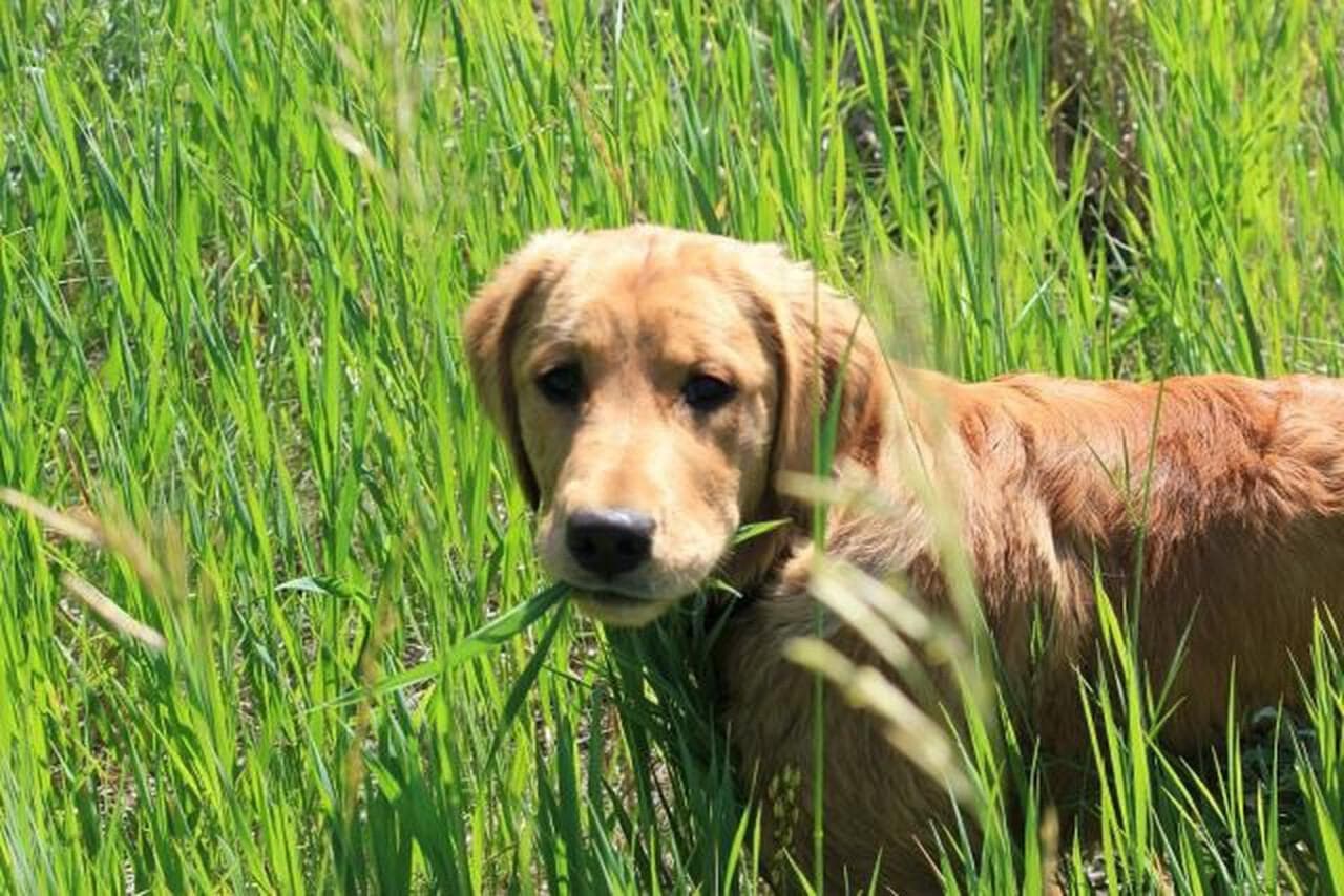 狗狗为什么会吃草？揭秘成年犬与幼犬的不同原因