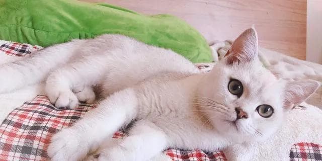 猫的第三方面——情感表达（探究猫咪的情感表达方式及其意义）