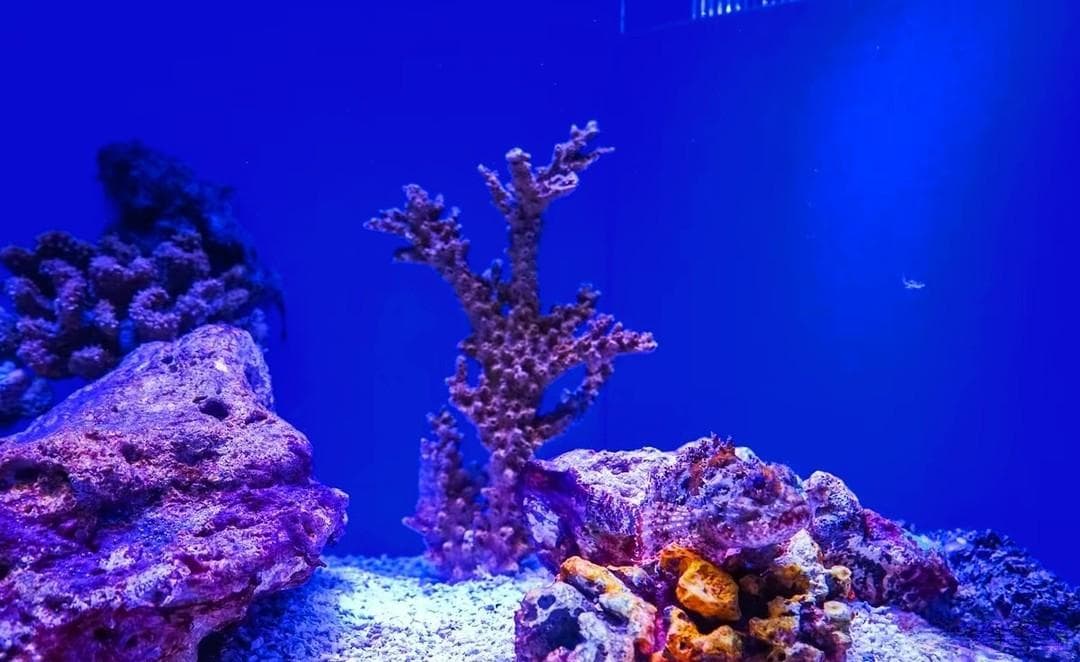 玩海水缸很难吗？其实一点也不难！这些是资深玩家的经验分享