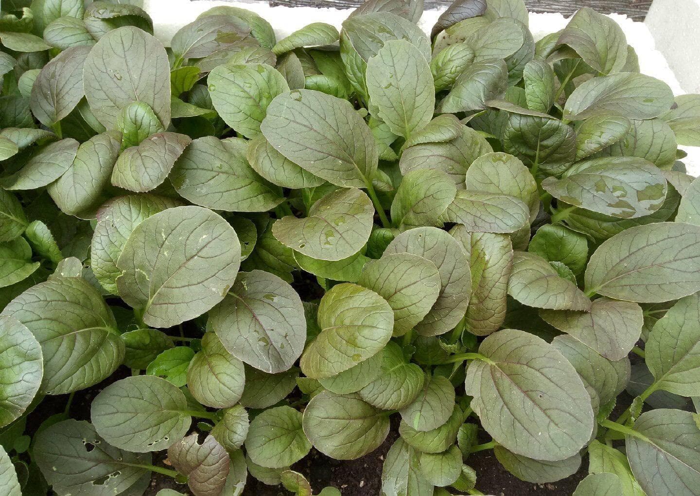 屋顶、露台种菜指南：3个关键步骤打造自家小菜园