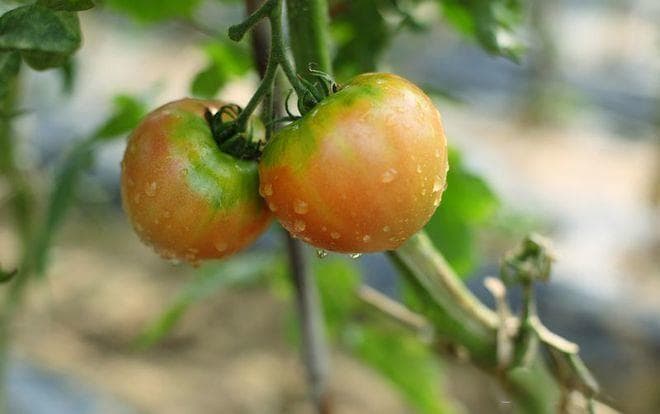 铁皮柿子VS西红柿：植物分类、口感营养大不同