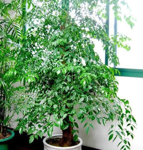 幸福树的浇水时间与正确方法（让幸福树更健康成长的必知常识）