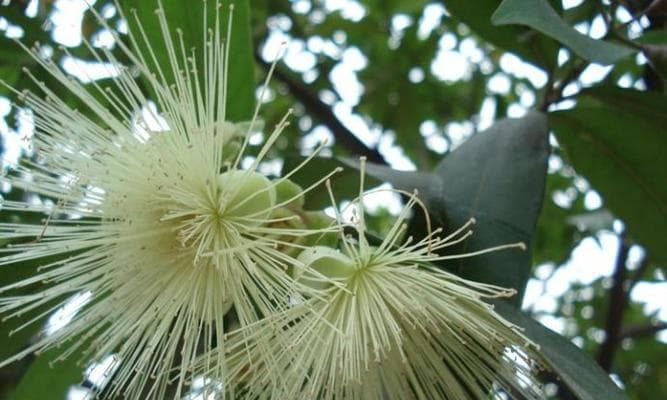 菩提树——佛教圣树（菩提树的历史、象征意义及传承）
