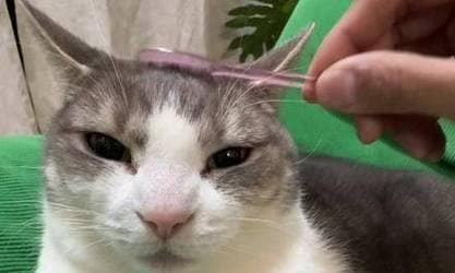 如何应对宠物猫咪的调皮行为？有效训练方法有哪些？