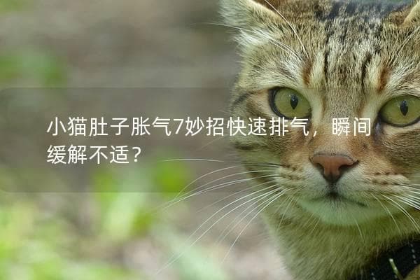 从饮食到运动：7种方法缓解猫咪胀气