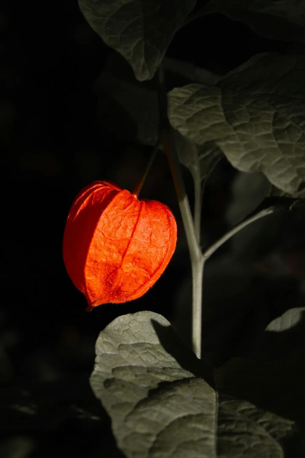 灯笼花：传统文化中的吉祥之花