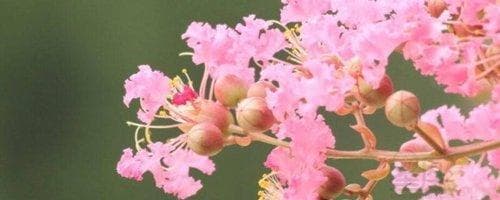吉五行属什么意思及寓意