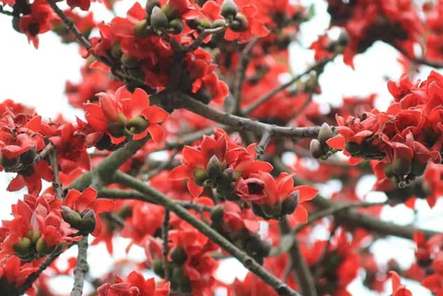 花语：木棉花 红似丹霞映春容
