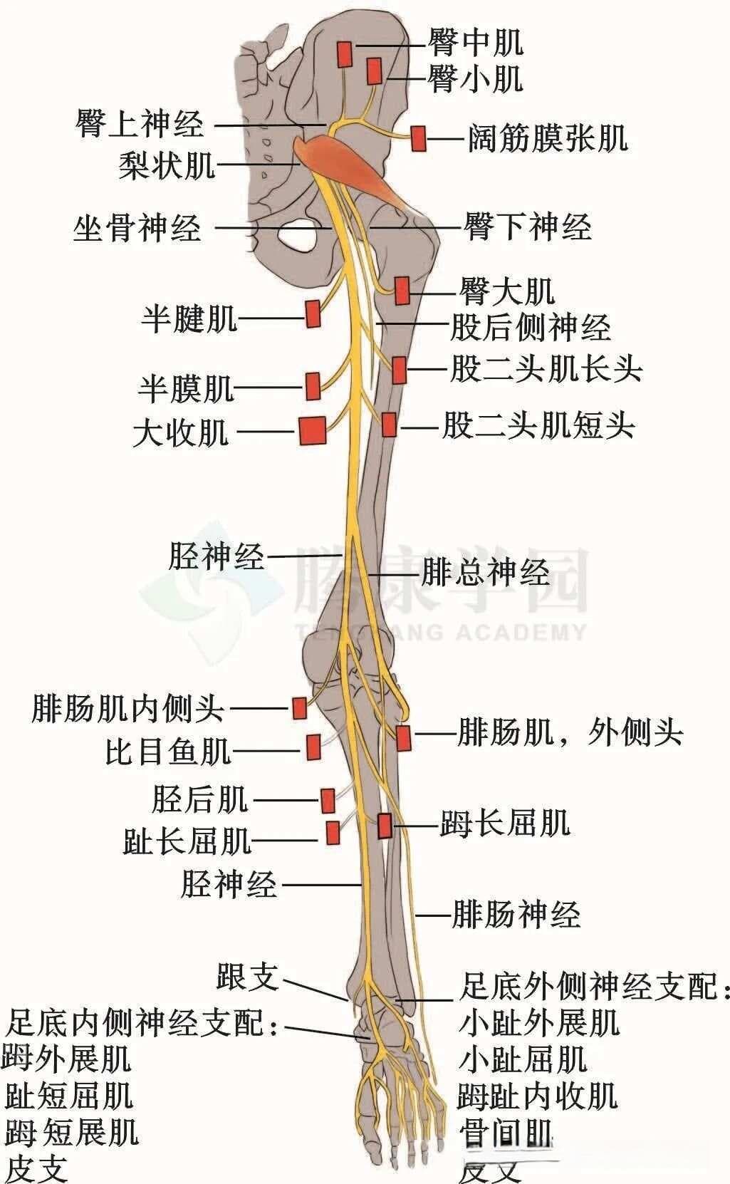 腓总神经的精细解剖和常见损伤部位