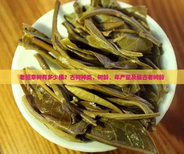 揭秘老班章村古茶树：78555棵百年古树，最古老树龄达800年