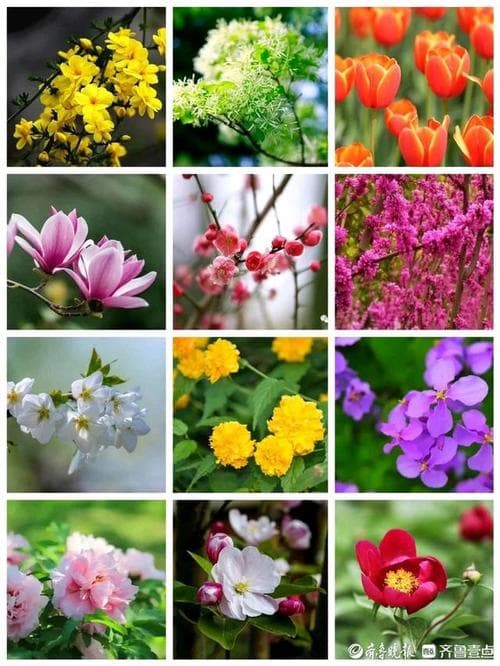公园春天开的花有哪些？哇！公园的春天太美了！这份赏花指南请收好！
