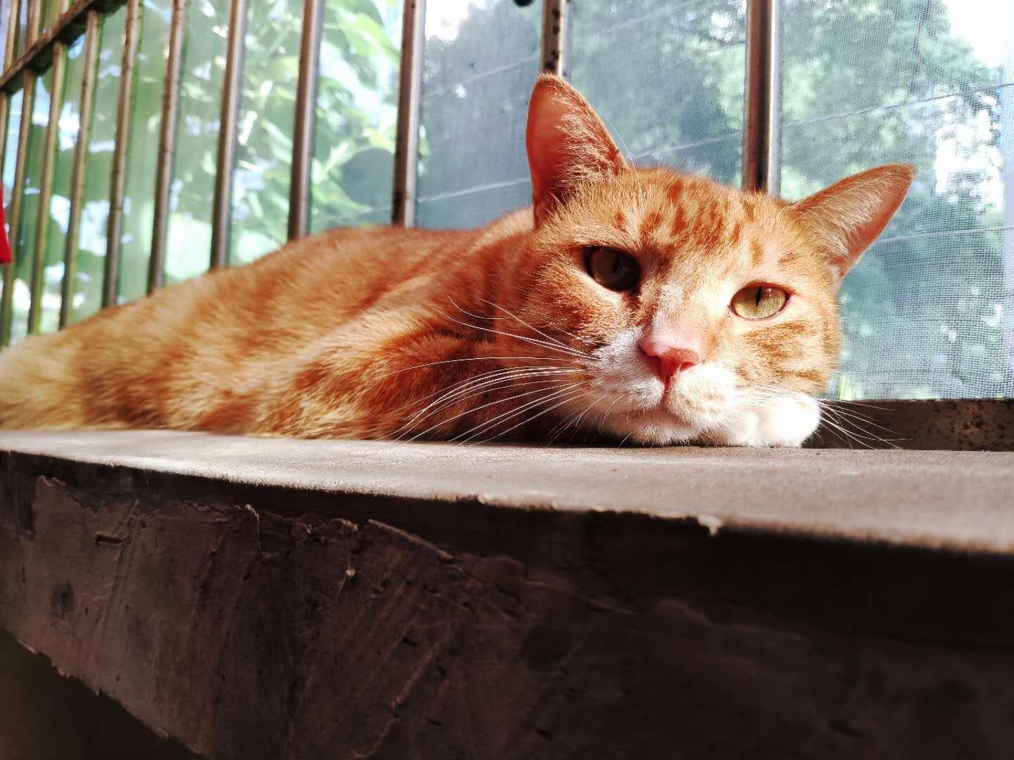 猫心包炎：症状、原因、诊断与治疗全解析
