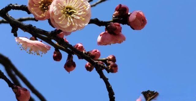 来无锡梅园，赏“双梅共放”