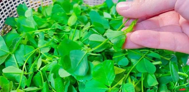 春天最该吃的“5种”野菜，抗菌又消炎，懂行的人都抢着买！