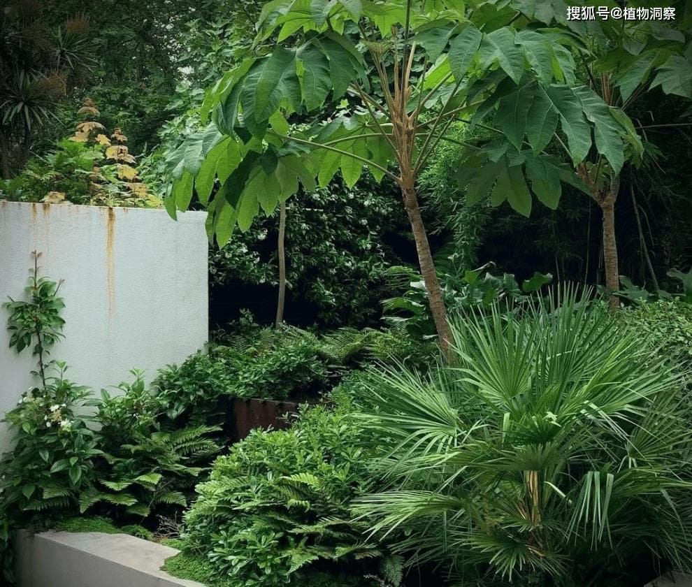 这植物有“髓心”，俗称“通草”，煲汤下乳，宝妈们要了解！