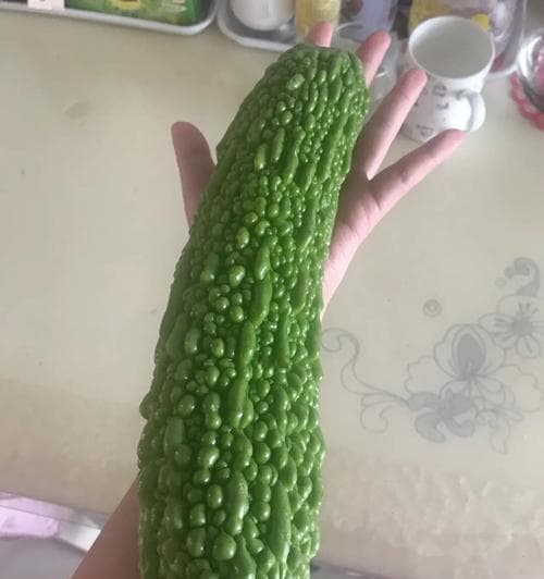 苦瓜盆栽选择正确的盆大小（如何选择适合苦瓜生长的盆？——盆栽爱好者必读！）