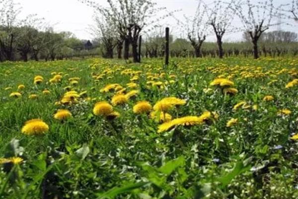 种植蒲公英的前景与技术要点：经济价值高，管理简单