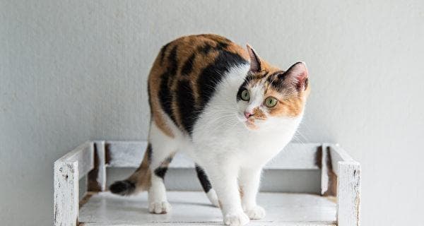 猫咪误食绳子的症状、危害及处理方法