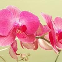 广东为什么要叫岭南