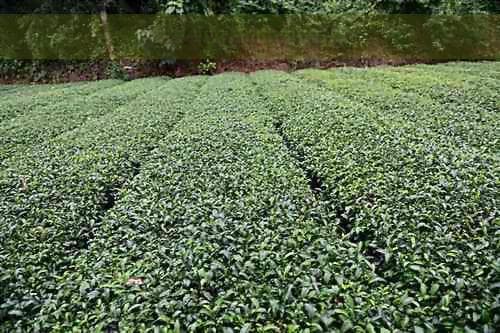 过期茶叶的饮用安全全指南