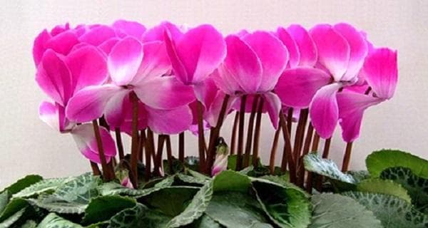 花卉分类的意义与方法：从基础到应用的全面解析