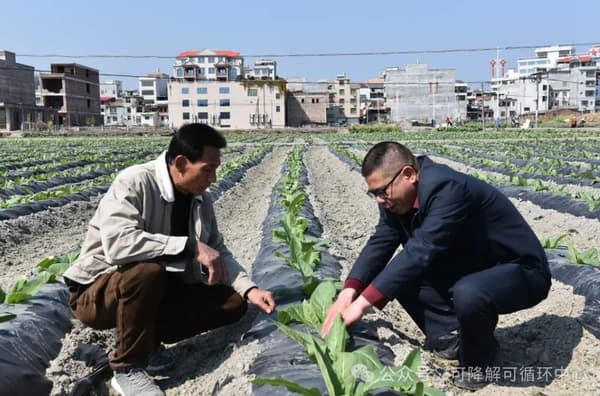 上杭县烟草局大力推广全生物降解地膜
